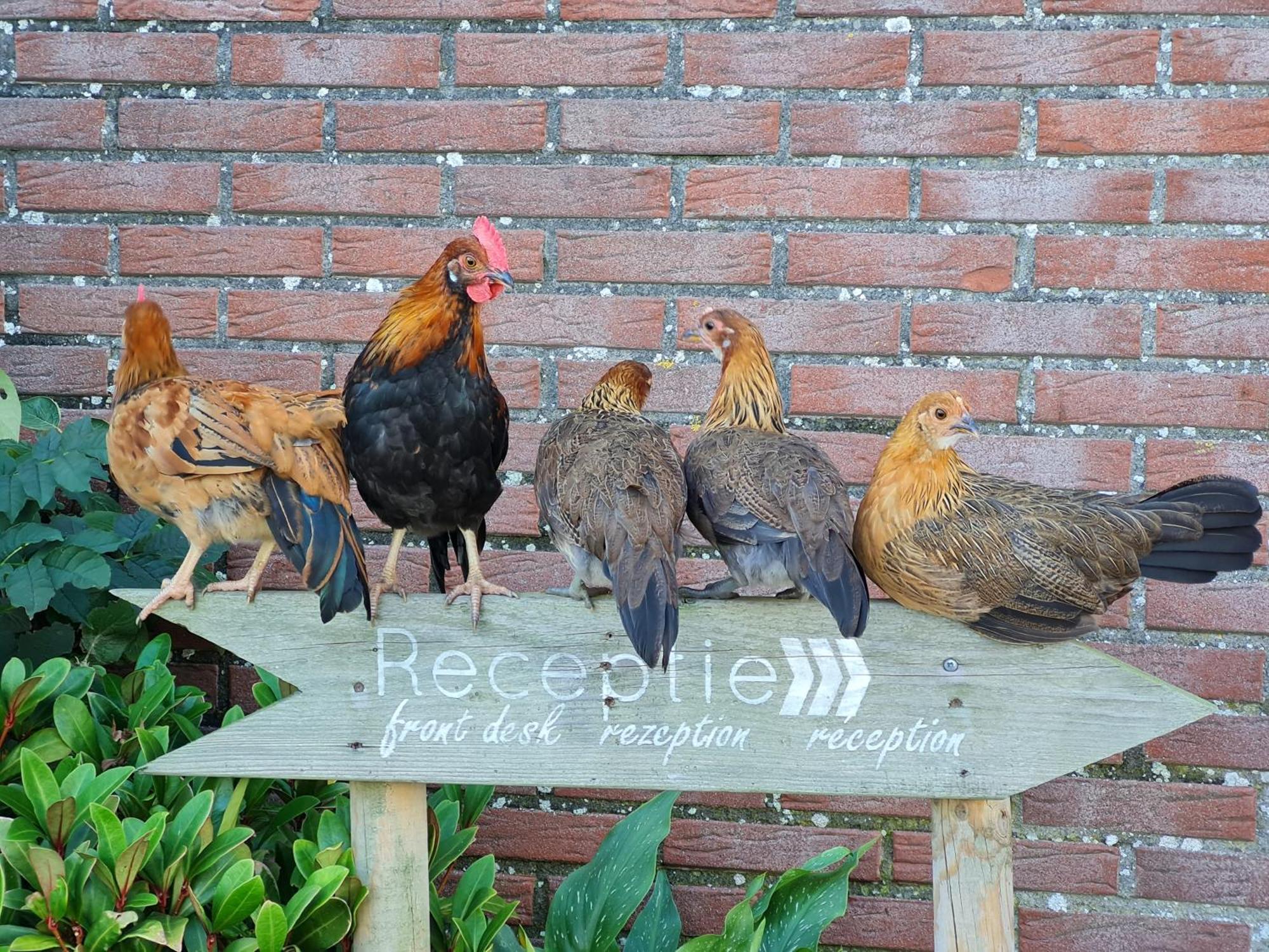 Vakantiehuisje Zand 5 Personen - Zeezand Recreatie Stolpen エクステリア 写真